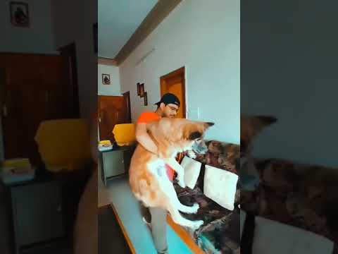 In the Memory of Zuni 💐❤ #shorts