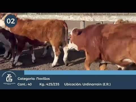 Lote NLL Feed Lot Consumo - Urdinarrain E Rios