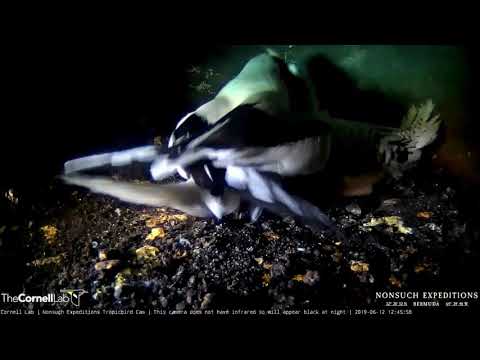 Quick Feeding Visit For Tropicbird Chick – June 12, 2019