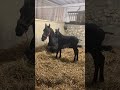 Puledra Frisone In vendita 2026 Nero , jehannes 484