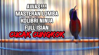 Download lagu MASTERAN LOMBA KOLIBRI NINJA FULL ISIAN CUCAK CUNGKOK 100% BIKIN KONIN JADI JUARA mp3 Download lagu MASTERAN LOMBA KOLIBRI NINJA FULL ISIAN CUCAK CUNGKOK 100% BIKIN KONIN JADI JUARA mp3