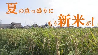 【webアミンチュNews】夏の真っ盛りに稲を刈る！