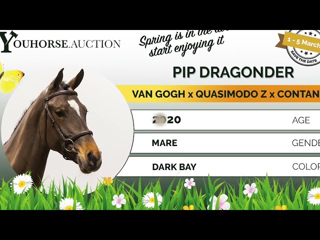 Pip Dragonder trainingsvideo