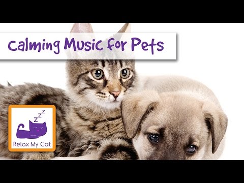 Calming Music for your Pets - Relax My Cat