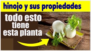 EL HINOJO TIENE PROPIEDADES ANTINFLAMATORIAS ,FIBRA REGULA PRESION ARTERIAL