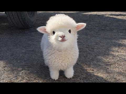 One of the Most Adorable Baby Animals in the World 😍 Cute Animal Videos