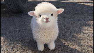 Download lagu One of the Most Adorable Baby Animals in the World π Cute Animal Videos mp3 Download lagu One of the Most Adorable Baby Animals in the World π Cute Animal Videos mp3