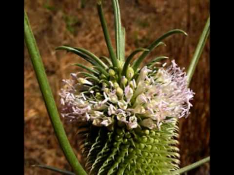 Luc Dumont,  La Splendeur de Ton Nom