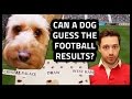 CAN A DOG PREDICT FOOTBALL RESULTS.