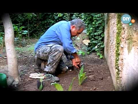, title : 'Καλλιέργεια αγκινάρας στο κήπο growing artichoke @ www.diytv.gr'
