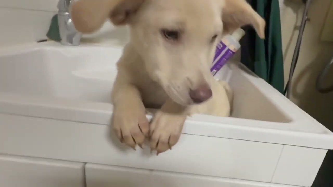 Enlarge George Chico , a ADOPTABLE mixed breed in chevy chase, MD video 2/6