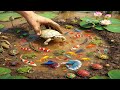 Finding A World Of Tiny Creatures In A Tiny Mud Puddle Catch Release