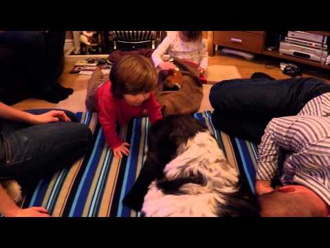 At The Greefs - Guinea Pigs and Geeky Christmas Trees