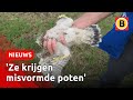 Torenvalken dood door te gladde nestkasten in Leende | Omroep Brabant