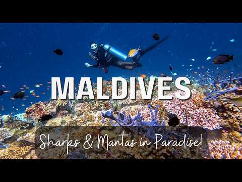 The Maldives: A Luxury Diving Experience Like No Other