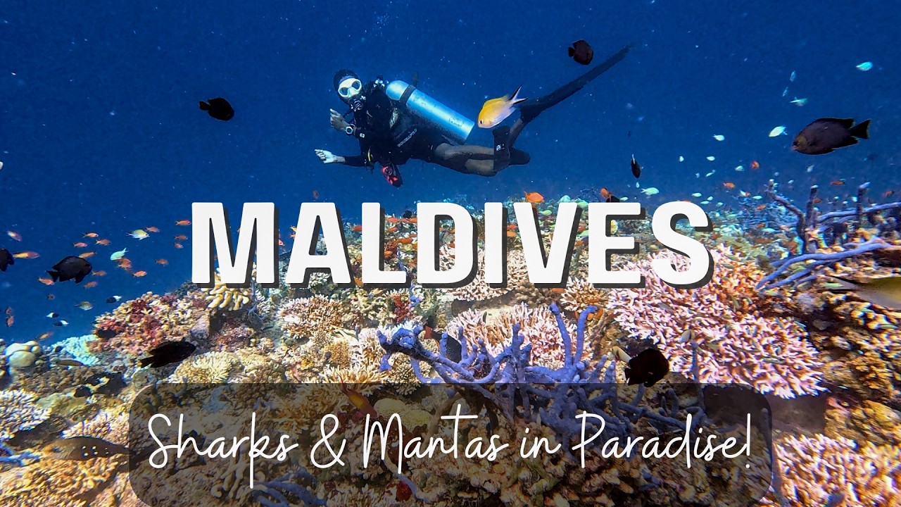 The Maldives: A Luxury Diving Experience Like No Other