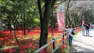 （音楽差し込み編集版）　巾着田の彼岸花を見に、高麗へ　2024年10月2日