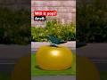 What Pops A Yoga Ball