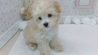 ハーフ犬の動画01