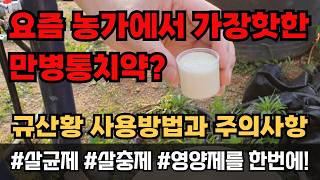 친환경 살충제 살균제 동시 효과 규산황 사용법 희석방법 주의사항 총정리