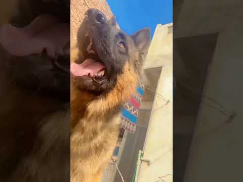 #lucky #doglover #trending #germansepherd #dog #doglover #dogvideos #dogtraining #fahmeenmehjabeen