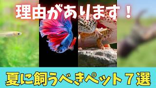 実は夏が始めどき！初心者におすすめのペット7選