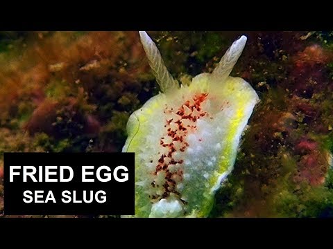 Diaphorodoris luteocincta