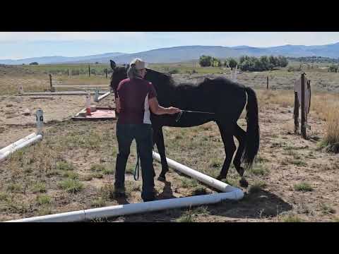 Vaquero: Black Lusitano 2 YO Gelding - Early Education: OBSTACLES