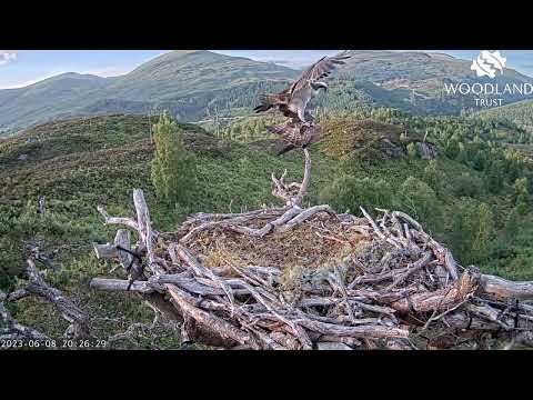 LV0 attempts mating with Affric on Loch Arkaig Osprey Nest One but is firmly rebuffed 8 Jun 2023