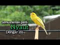 Kenari Gacor Panjang Buat Pancingan Kenari Paud Belajar Bunyi Agar NYAUT