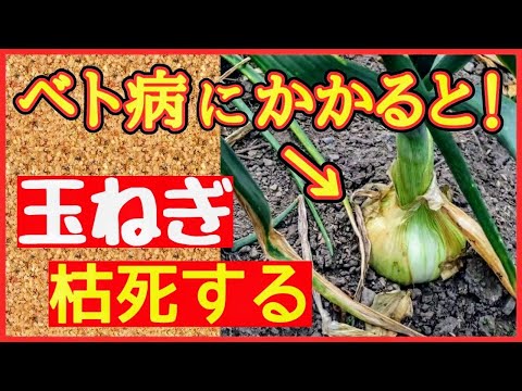 タマネギのウジ虫を取り除く方法は？ヒント、症状、治療法  庭園