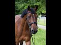 Emilia H 10 Yo Mare Toulon X Canturo 1 66m