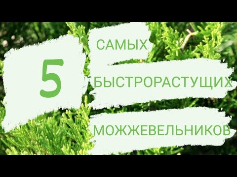 5 САМЫХ БЫСТРОРАСТУЩИХ МОЖЖЕВЕЛЬНИКОВ В МОЖЖЕВЕЛОВОМ САДУ????????