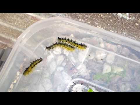 Amazing moth babies!! (Automeris janus, Lobobunaea christyi, Syssphinx molina, Palirisa cervina)