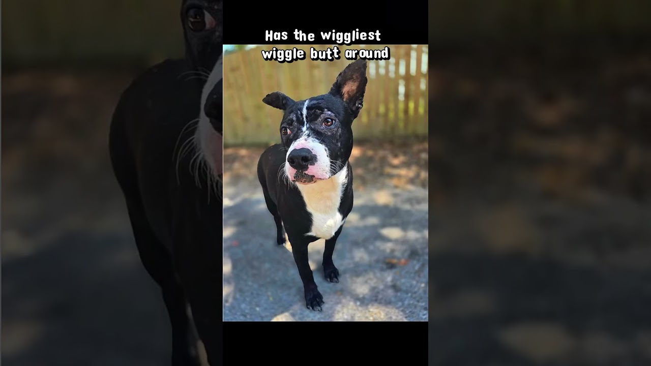 Liza, a ADOPTABLE mixed breed in Milton, FL video 4/6