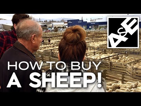 How to Buy a Sheep!