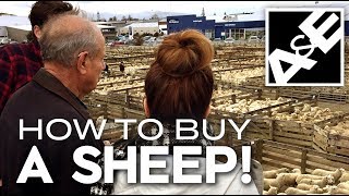 How to Buy a Sheep!