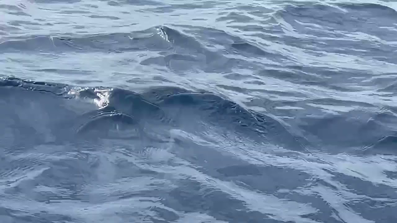 Delfini nelle acque di Castiglione della Pescaia: ecco il video
