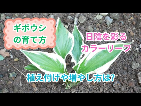 アオギボウシ 植物