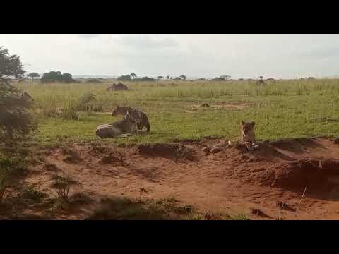 Murchison Falls National Park" the largest in Uganda"