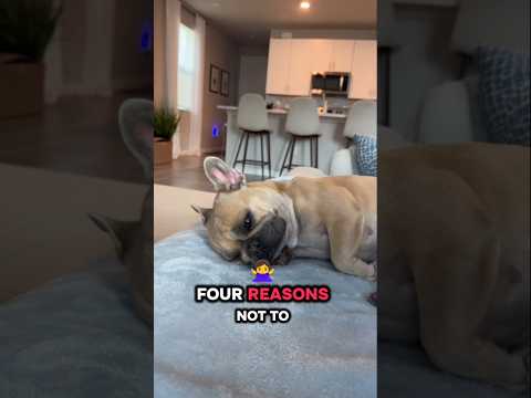 4 Reasons NOT to Own a French Bulldog