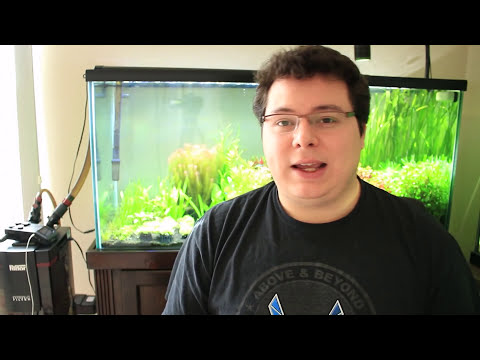 download lagu mp3 mp4 Baby Tears Plant, download lagu Baby Tears Plant gratis, unduh video klip Baby Tears Plant