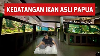 TAMBAH KOLEKSI IKAN CANTIK ASLI PAPUA UNTUK AQUARIUM BIOTOP PAPUA