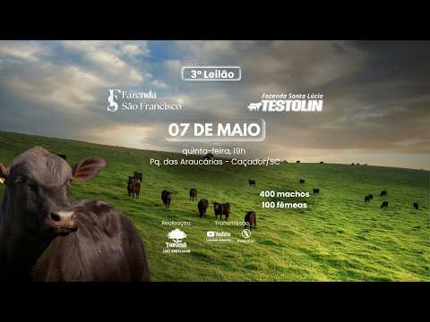 Leilão de Gado AO VIVO - São Francisco & Santa Lúcia 07/05/2026 19H | Tarumã Remates