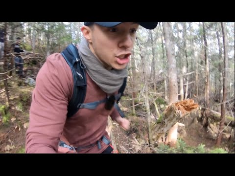 A WILD CAT ATTACK IN THE WHITE MOUNTAINS !