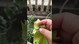 3minggu hsp anggur Jupiter ku #berkebun #kebunmini