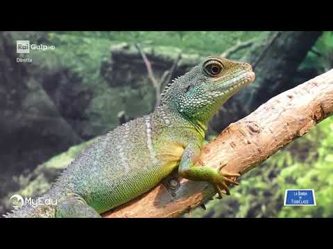 MyEdu per RAI Gulp - SCIENZE - I Vertebrati