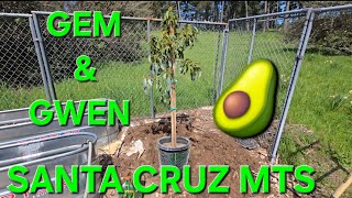 PLANTING 2 GEMS & A GWEN AVOCADO TREE IN THE SANTA CRUZ MOUNTAINS