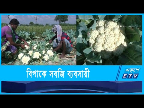বাজারে আসছে আগাম ফুলকপি
