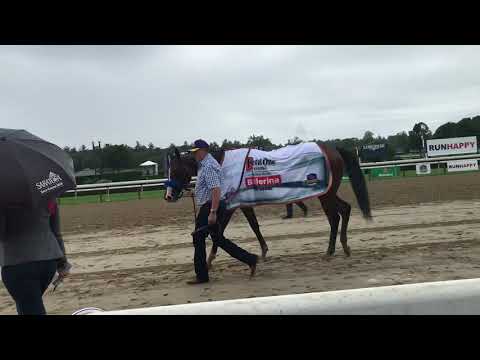 Gamine after winning the Ballerina Handicap